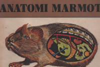 Anatomi Marmot